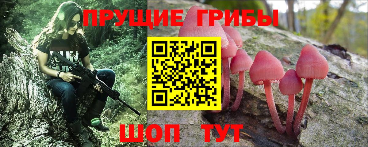 Галлюциногенные грибы Psilocybe Будённовск