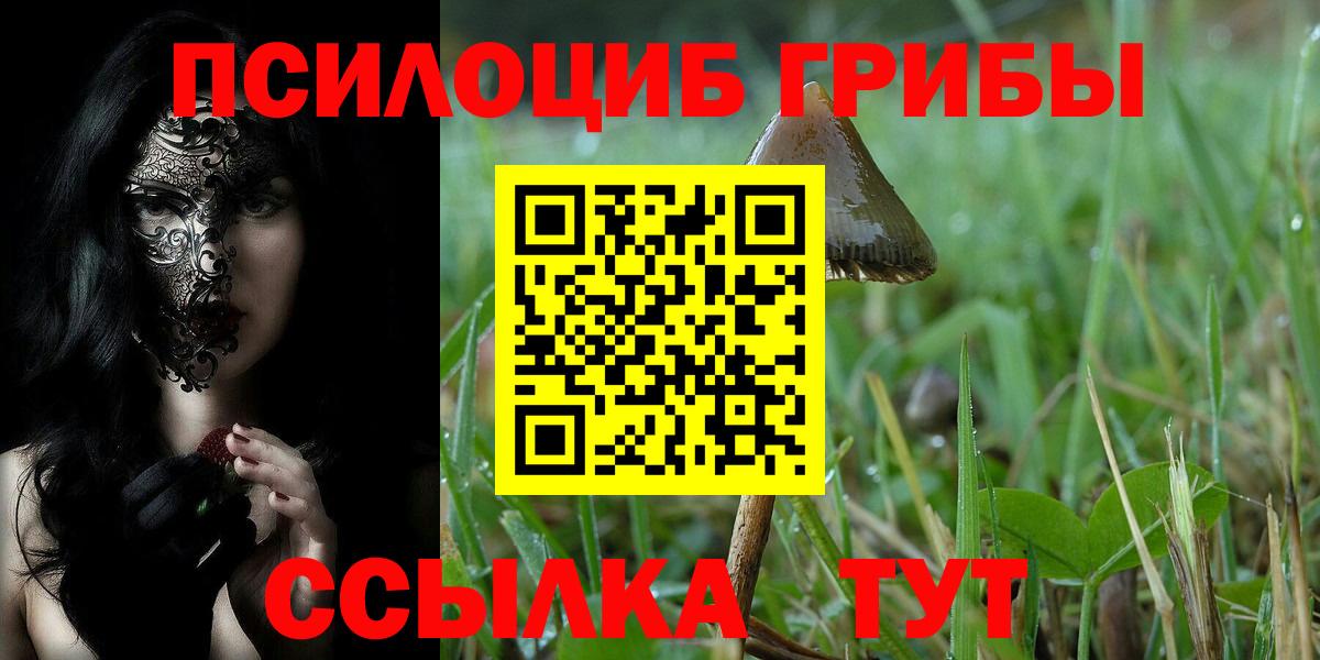 Будённовск  Галлюциногенные грибы Psilocybine cubensis  Вход с VPN 